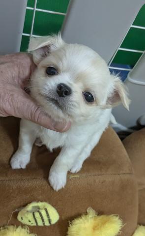 チワワ（ロングコート）