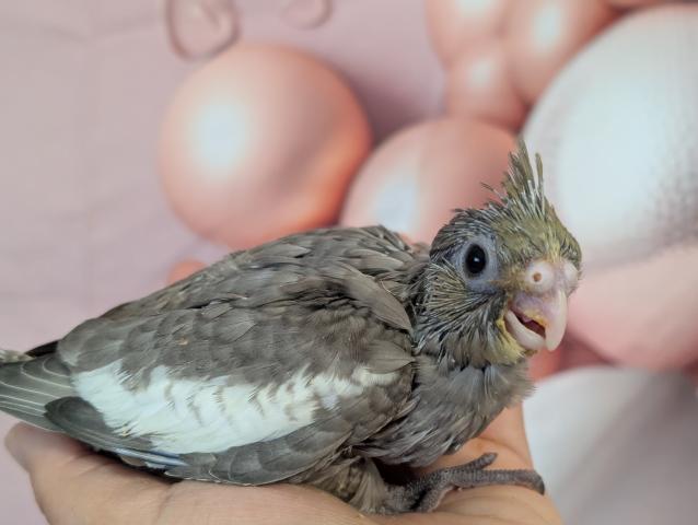 オカメインコ PFドミナントシルバーSF