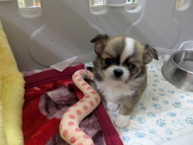 チワワ（ロングコート）