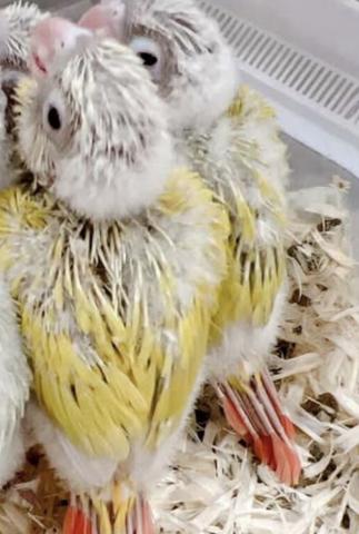 ウロコインコサンチーク