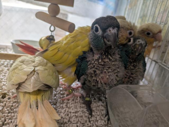 ホオミドリアカオウロコインコ