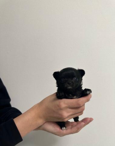 MIX極小🩵チワプーくん