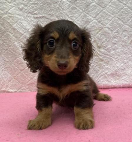 ミニチュアダックスフンド