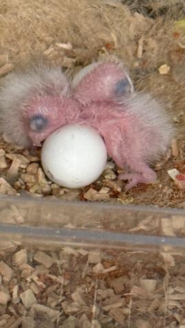 ウロコインコ・ノーマル⑦