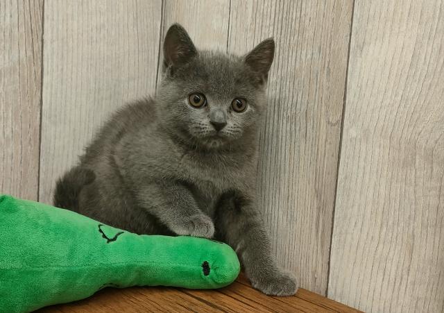 ブリティッシュショートヘア