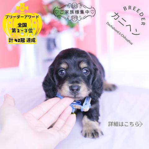 カニヘンダックスフンド　ロング