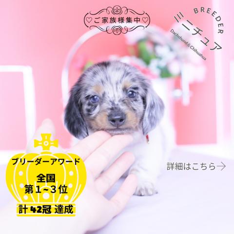 ミニチュアダックスフンド　ロング