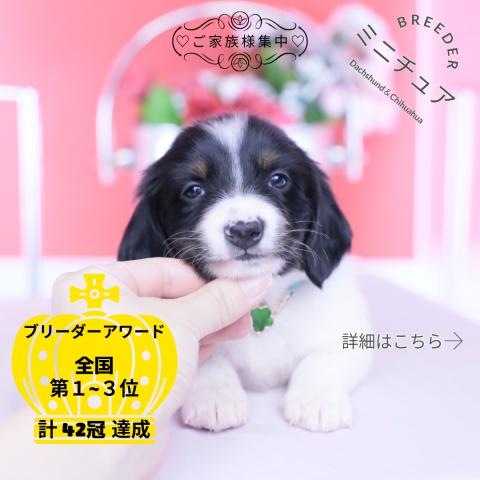 ミニチュアダックスフンド　ロング