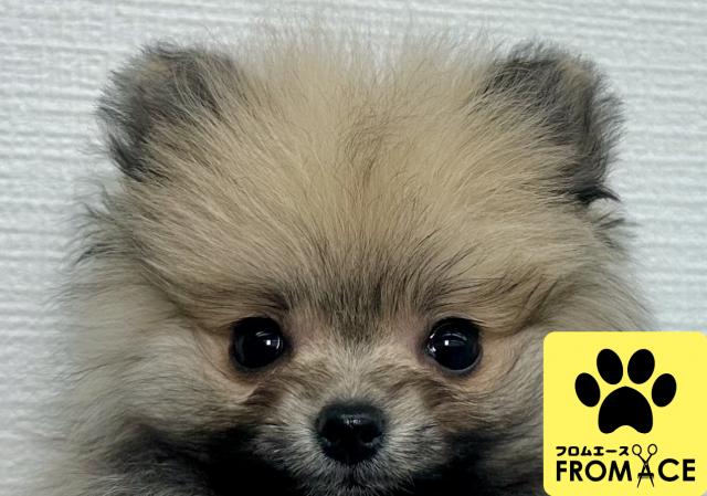 ポメラニアン