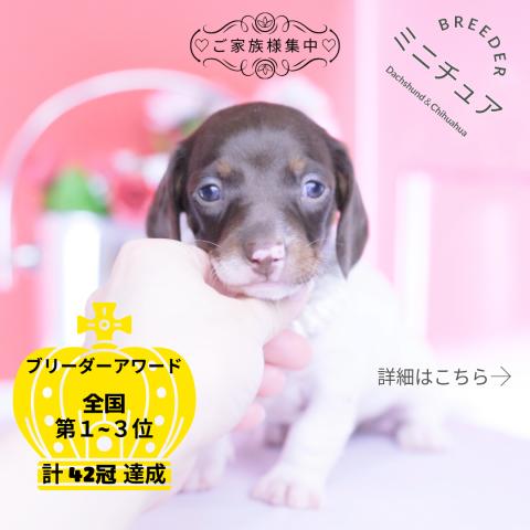 ミニチュアダックスフンド　スムース