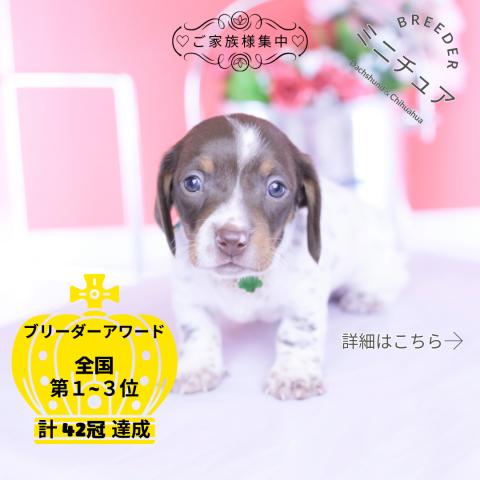 ミニチュアダックスフンド　スムース