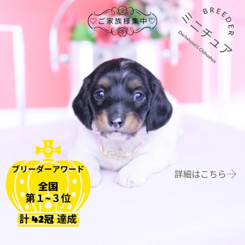 ミニチュアダックスフンド　ロング