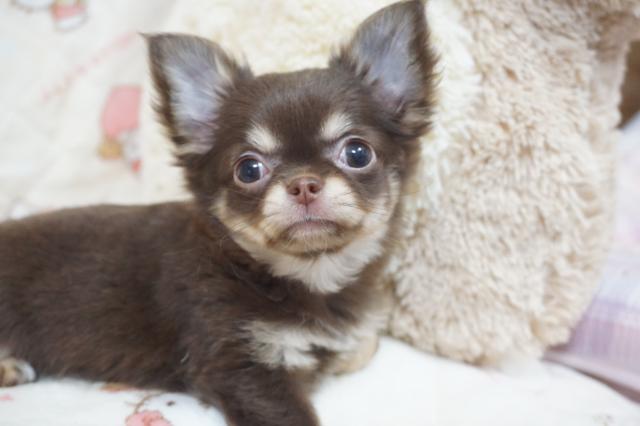 チワワ（ロングコート）