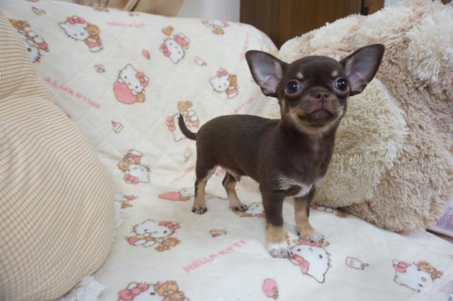 チワワ（スムースコート）