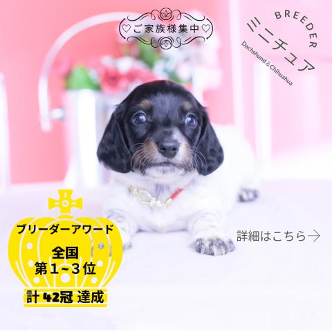 ミニチュアダックスフンド　ロング