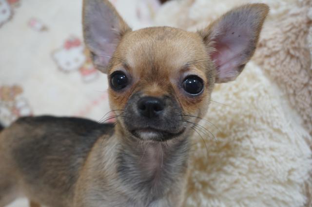 チワワ（スムースコート）