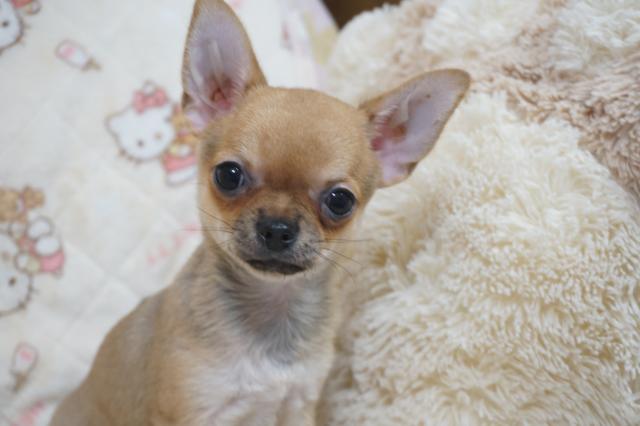 チワワ（スムースコート）