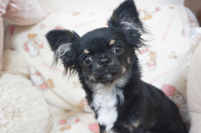 チワワ（ロングコート）