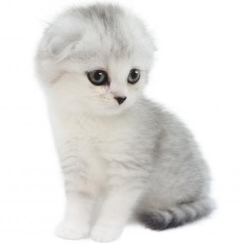 スコティッシュフォールド