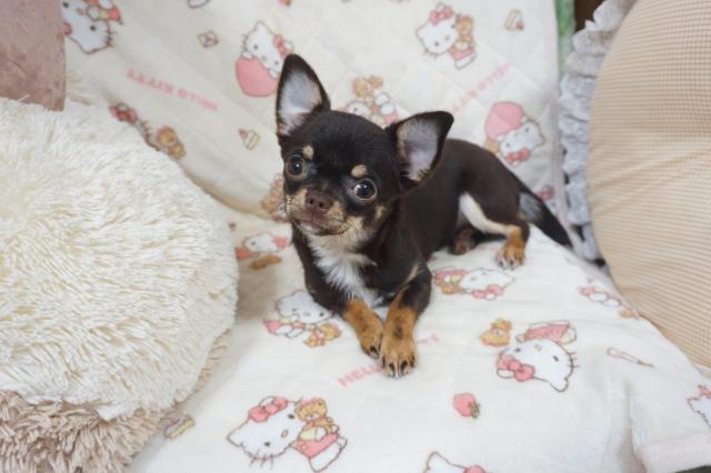 チワワ（スムースコート）