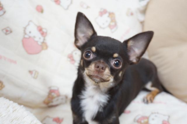 チワワ（スムースコート）