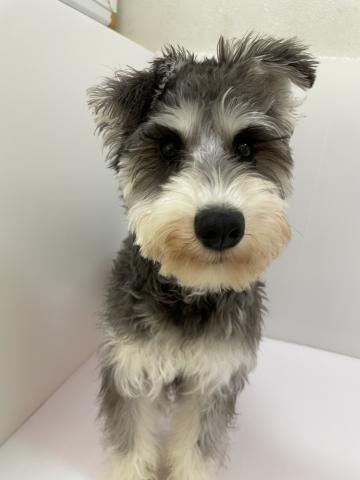 ミニチュアシュナウザー