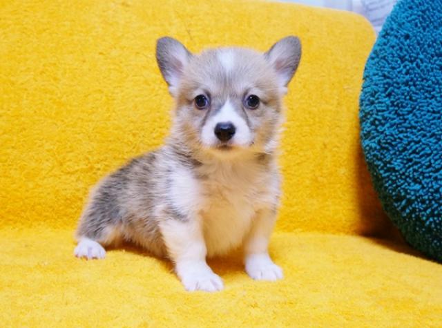 ウェルシュコーギーペンブローク