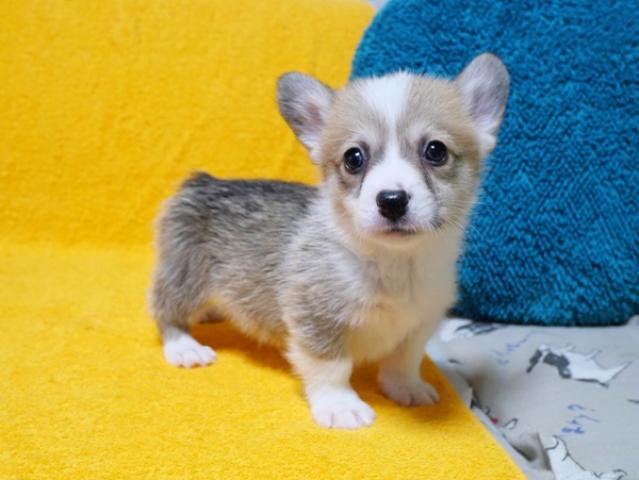 ウェルシュコーギーペンブローク