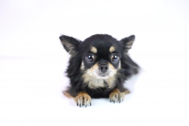 チワワ（ロングコート）