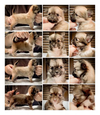 チワワ（ロングコート）