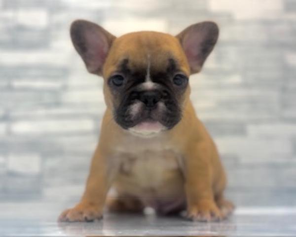 フレンチブルドッグ