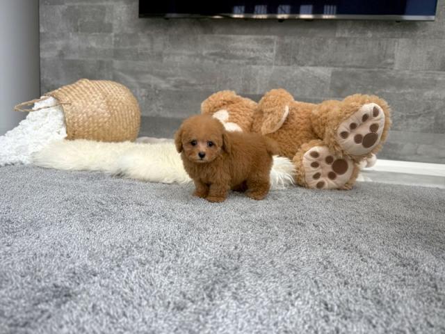 トイプードルTカップ（75）