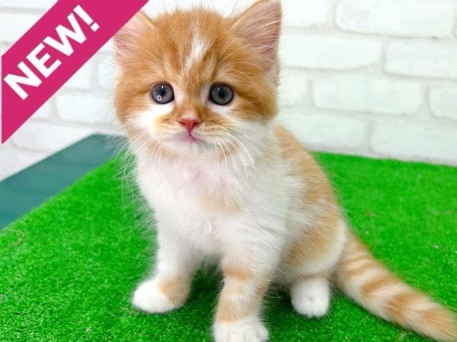 スコティッシュフォールド