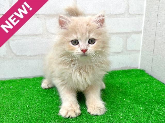 ミヌエット（旧ナポレオン）