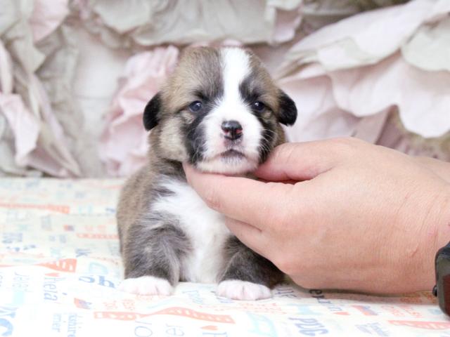 ウェルシュコーギーペンブローク