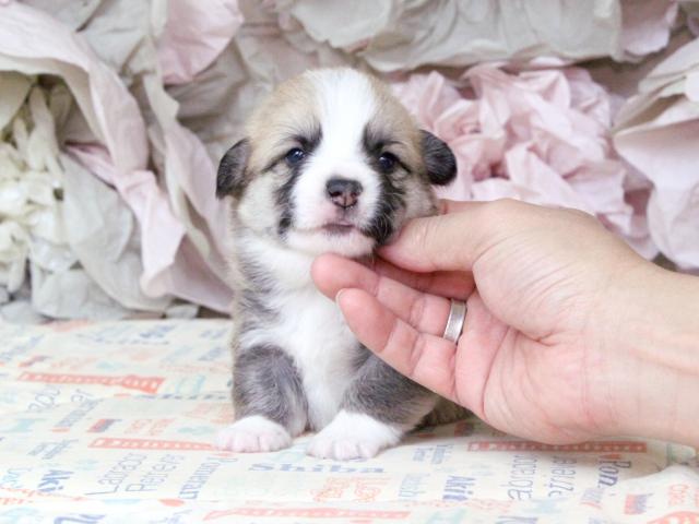 ウェルシュコーギーペンブローク