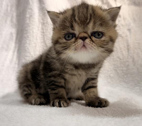 エキゾチックショートヘアー