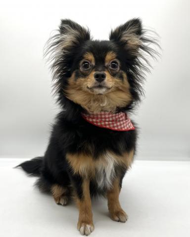 MIXチワワ×ポメラニアン