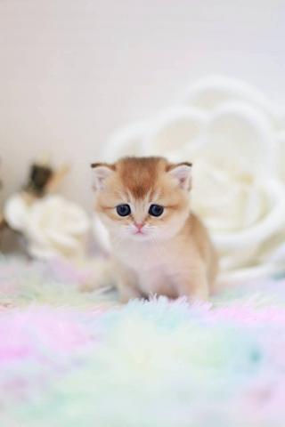 ブリティッシュショートヘア