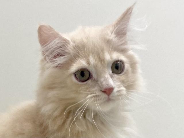 サイベリアン💕猫アレルギー有る方にお勧め猫種💕