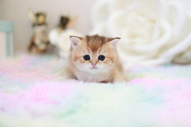 ブリティッシュショートヘア