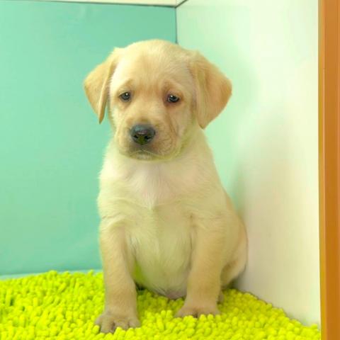 ラブラドールレトリーバー