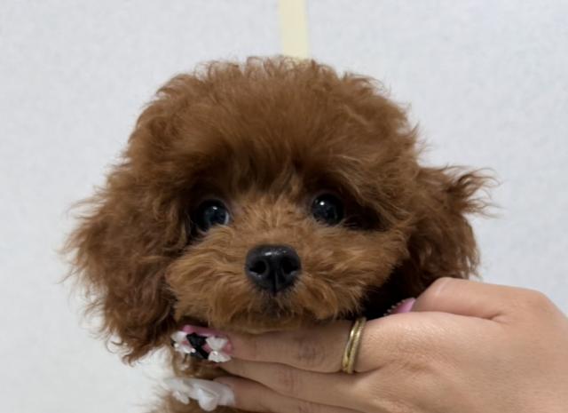 トイプードル（タイニー）