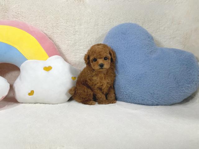 タイニーサイズ