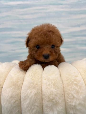 MIXTプードル×マルチーズ