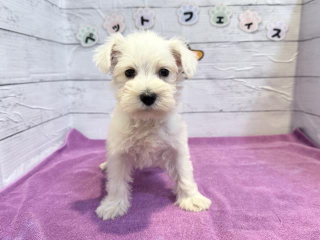 ミニチュアシュナウザー