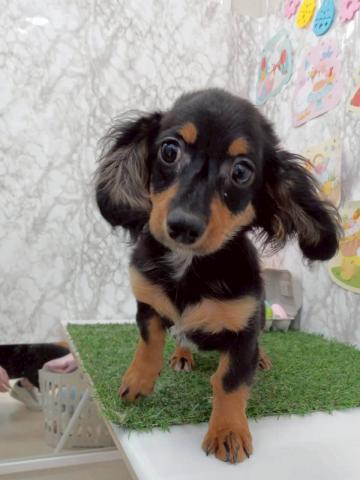 MIX（チワワ×ミニチュアダックス）