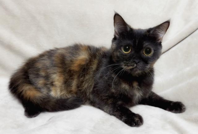 マンチカン🌸里親募集🌸足長