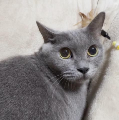 ブリティッシュショートヘア🌸里親募集