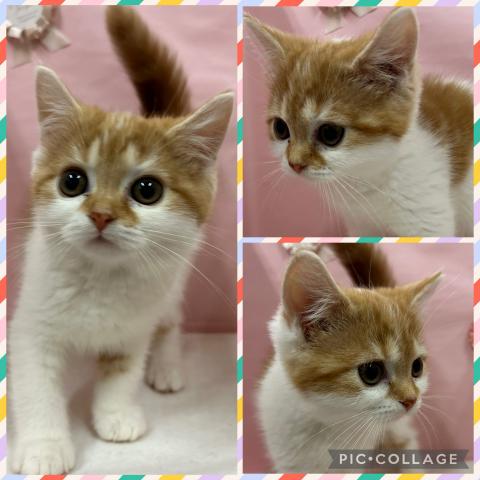 スコティッシュフォールド